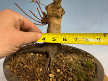 Load image into Gallery viewer, Japanese Maple 001
