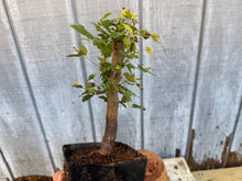 Load image into Gallery viewer, Trident Maple #11
