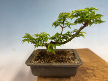 Load image into Gallery viewer, Shishigashira Japanese Maple 017
