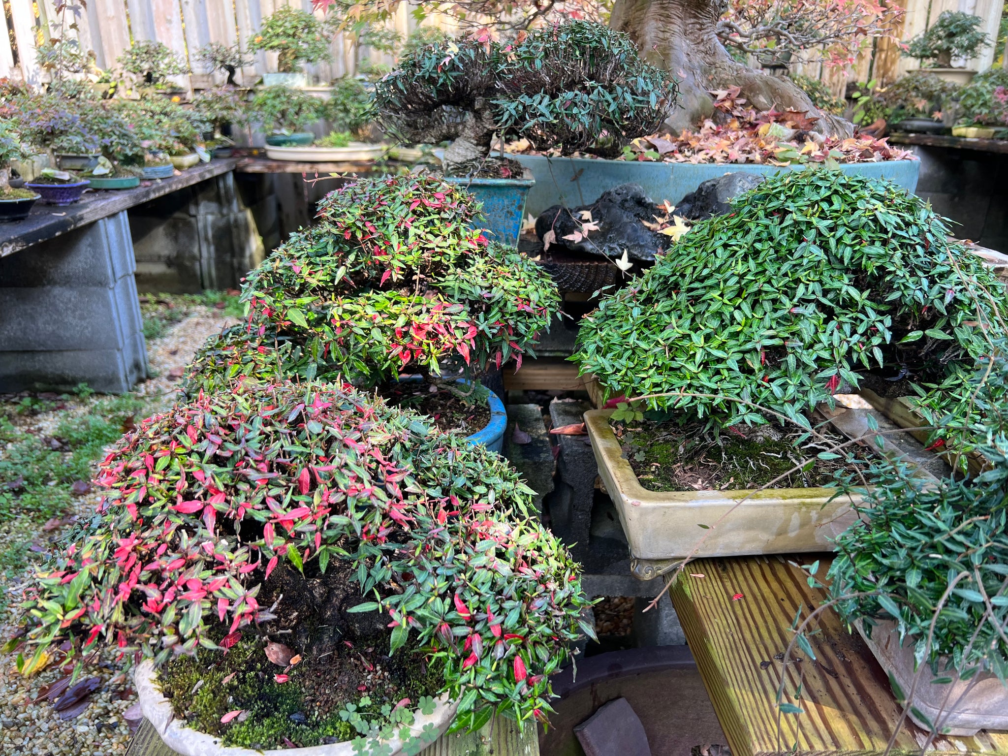 jasmine bonsai tree for sale Chirimen Star Asian Jasmine 5-6 yrs old – Kaede Bonsai-en