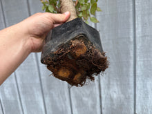 Load image into Gallery viewer, Zelkova, Japanese Grey Bark Elm #20
