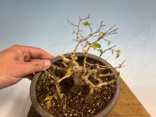 Load image into Gallery viewer, Zelkova, Japanese Import 003
