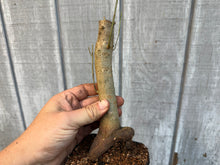 Load image into Gallery viewer, Trident Maple #7

