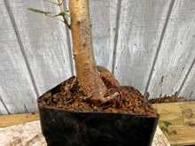 Load image into Gallery viewer, Trident Maple #27

