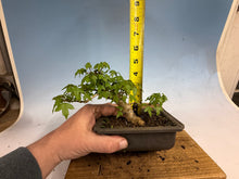 Load image into Gallery viewer, Trident Maple 008
