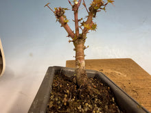 Load image into Gallery viewer, Kotohime Japanese Maple-002
