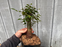 Load image into Gallery viewer, Zelkova, Japanese Grey Bark Elm #12
