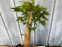 Load image into Gallery viewer, Trident Maple #16
