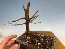 Load image into Gallery viewer, Dawn Redwood 002
