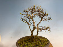 Load image into Gallery viewer, Chinese Elm var. Yatsabusa Cork Bark
