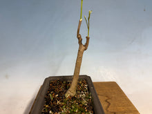 Load image into Gallery viewer, Japanese Wisteria 008
