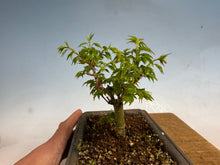 Load image into Gallery viewer, Shishigashira Japanese Maple 003
