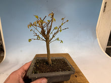 Load image into Gallery viewer, Zelkova, Japanese Grey Bark Elm 011
