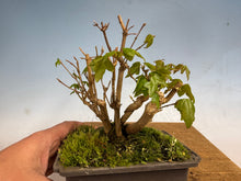 Load image into Gallery viewer, Trident Maple-Shohin Clump 002

