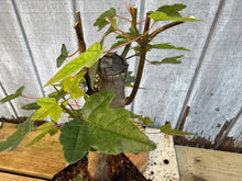 Load image into Gallery viewer, Trident Maple #5
