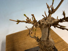 Load image into Gallery viewer, Trident Maple 001
