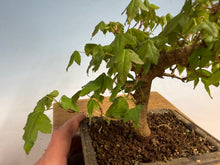 Load image into Gallery viewer, Trident Maple 010
