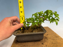 Load image into Gallery viewer, Trident Maple 025

