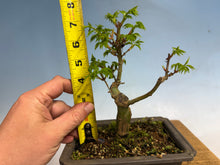 Load image into Gallery viewer, Shishigashira Japanese Maple 005
