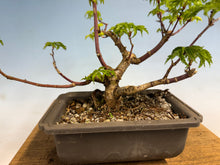 Load image into Gallery viewer, Shishigashira Japanese Maple 016
