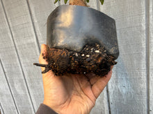 Load image into Gallery viewer, Trident Maple #19
