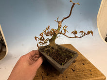 Load image into Gallery viewer, Japanese Maple 003
