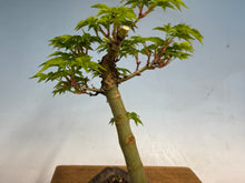 Load image into Gallery viewer, Shishigashira Japanese Maple 007

