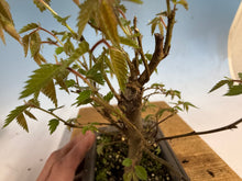 Load image into Gallery viewer, Zelkova, Japanese Grey Bark Elm 013
