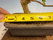 Load image into Gallery viewer, Trident Maple 016
