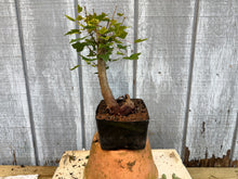Load image into Gallery viewer, Trident Maple #27
