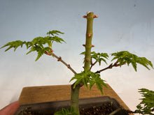 Load image into Gallery viewer, Shishigashira Japanese Maple 013
