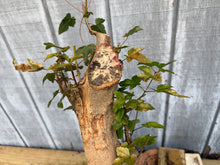 Load image into Gallery viewer, Trident Maple #42
