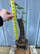 Load image into Gallery viewer, Chinese Quince #1
