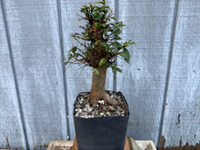 Load image into Gallery viewer, Chinese Elm #4
