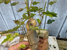 Load image into Gallery viewer, Trident Maple #23
