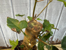 Load image into Gallery viewer, Trident Maple #12
