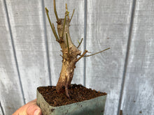 Load image into Gallery viewer, Trident Maple #10

