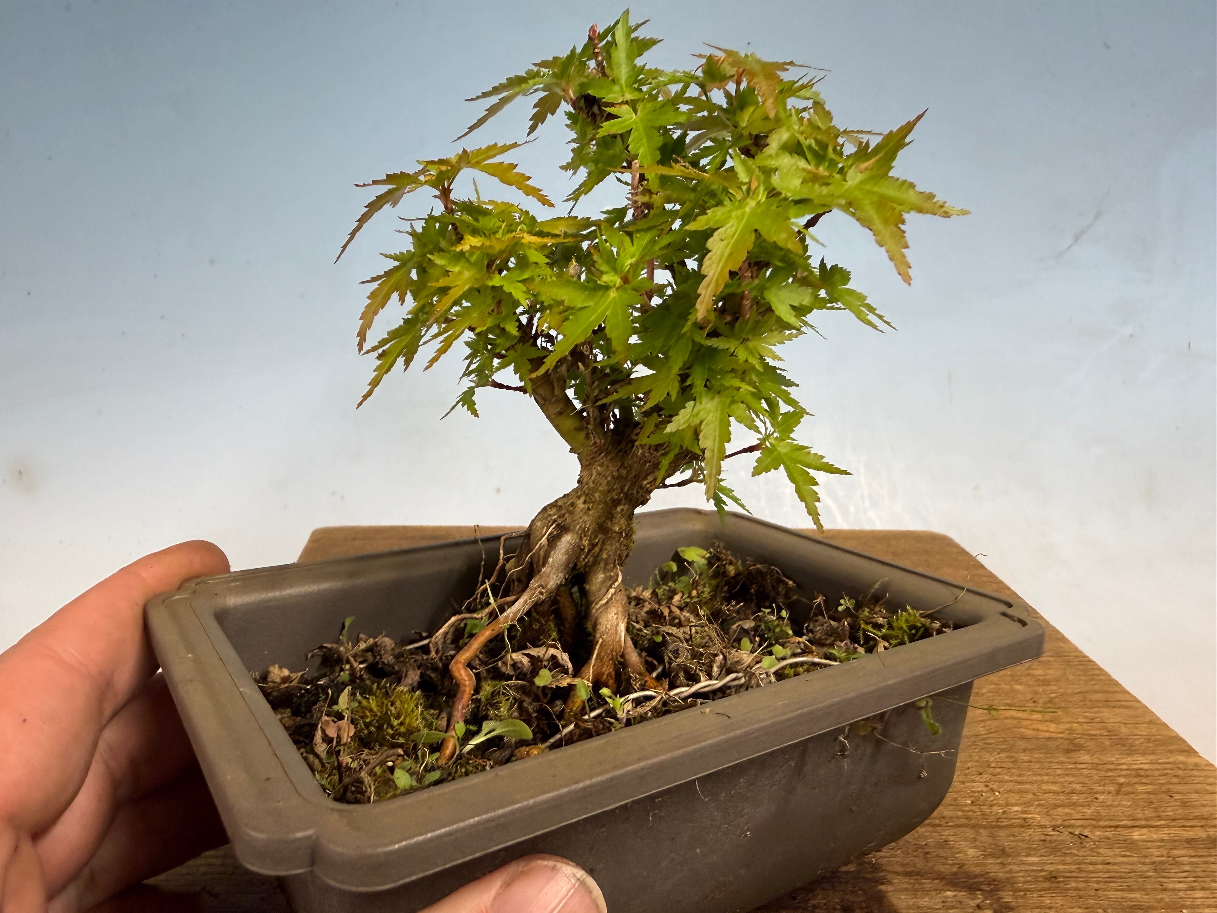 Kotohime Japanese Maple-015 – Kaede Bonsai-en