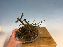 Load image into Gallery viewer, Chinese Quince 003
