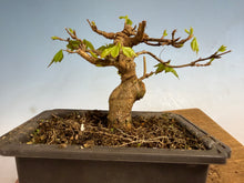 Load image into Gallery viewer, Trident Maple 006
