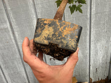 Load image into Gallery viewer, Trident Maple #37
