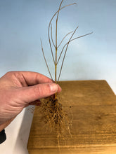 Load image into Gallery viewer, Japanese Beautyberry, Cutting Grown, Bare Root
