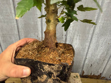 Load image into Gallery viewer, Trident Maple #14
