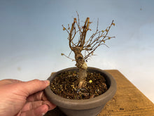 Load image into Gallery viewer, Zelkova, Japanese Import 002
