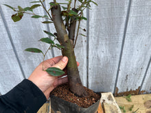 Load image into Gallery viewer, Chinese Quince #10
