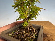 Load image into Gallery viewer, Kotohime Japanese Maple-015

