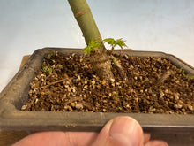 Load image into Gallery viewer, Shishigashira Japanese Maple 007
