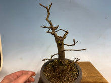Load image into Gallery viewer, Chinese Quince 003

