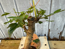 Load image into Gallery viewer, Trident Maple #3
