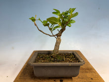 Load image into Gallery viewer, Japanese Flowering Crab Apple, 002
